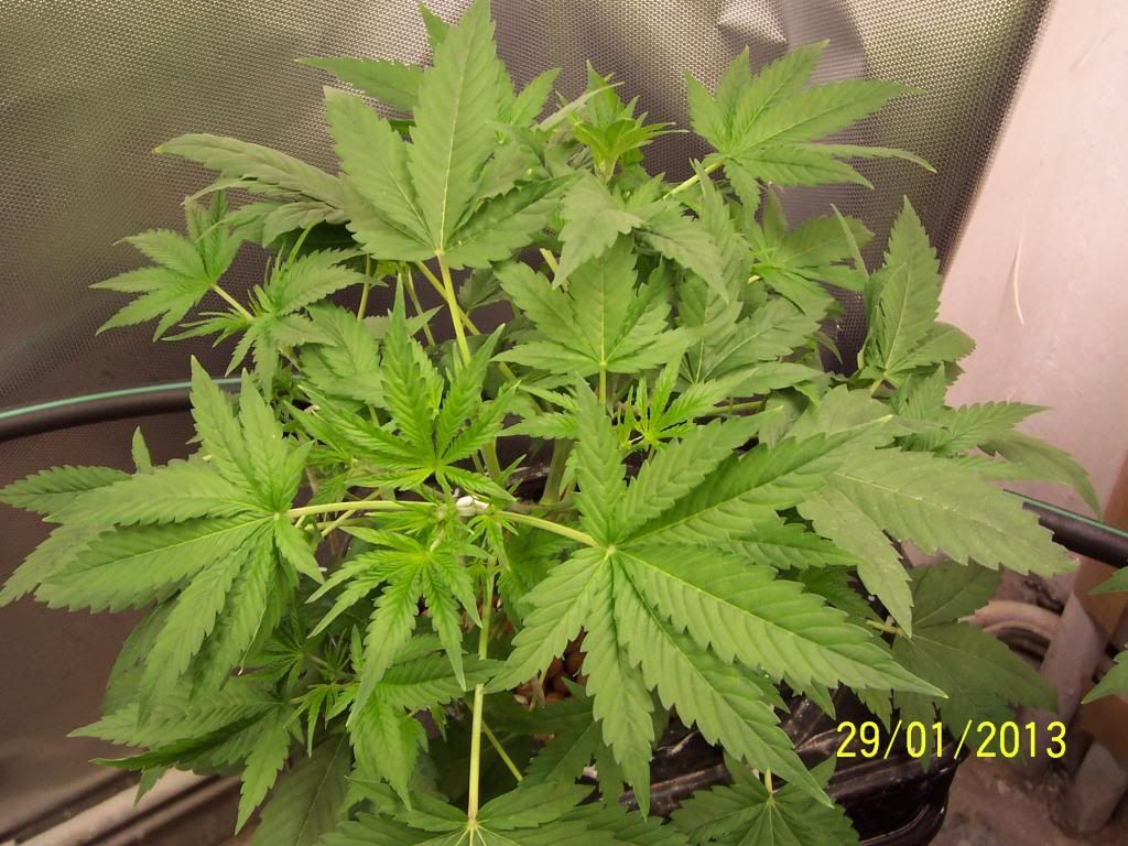 100_3275_zps64c9f571.jpg