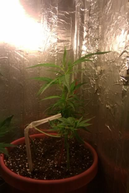IMAG0237.jpg