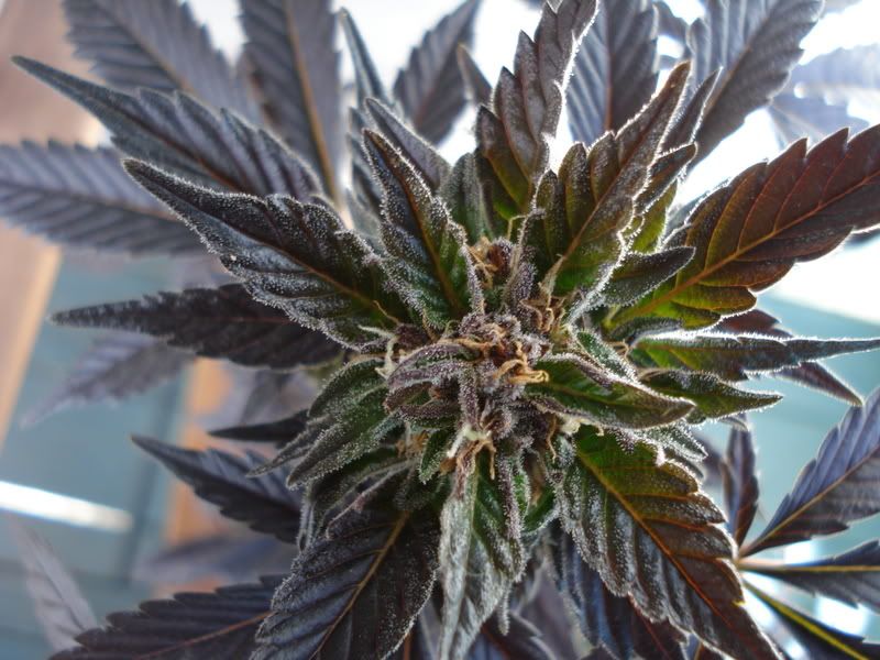 plant087.jpg