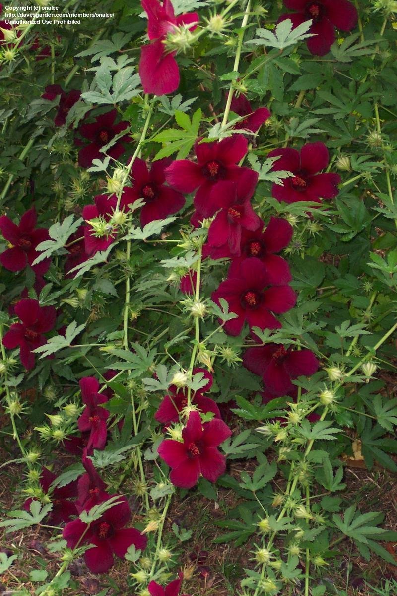 onalee_1095715466_539.jpg