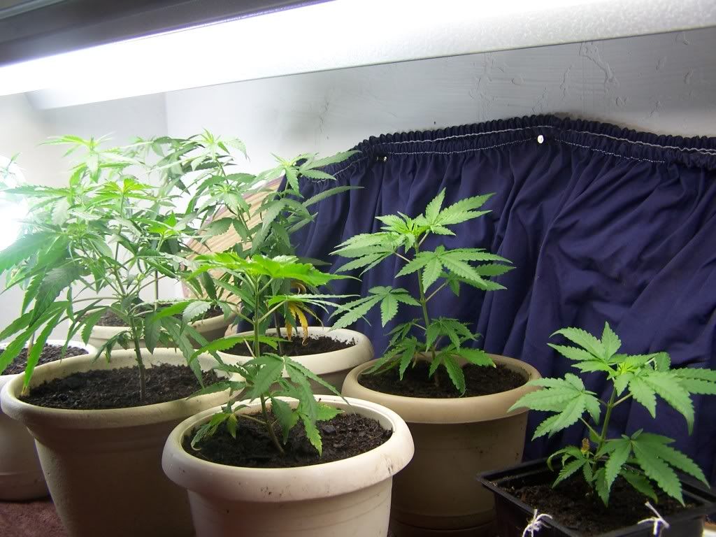 July21picsofcrop005.jpg
