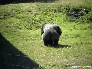 animals-being-dicks-gifs-monkey-throw.gif