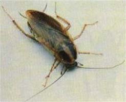 german-cockroach-picture.jpg