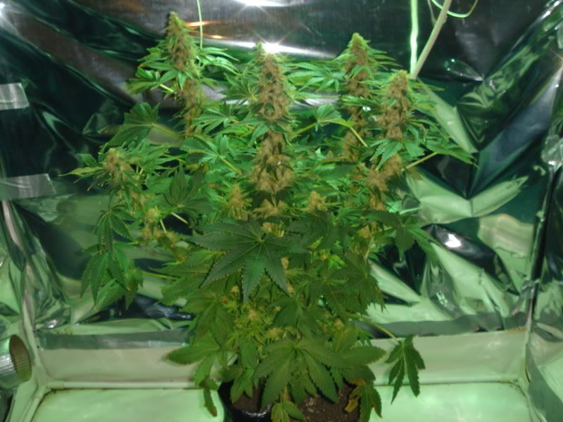 beforeharvest002.jpg