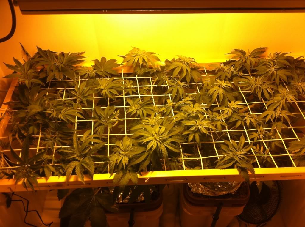 c5fd4f51.jpg