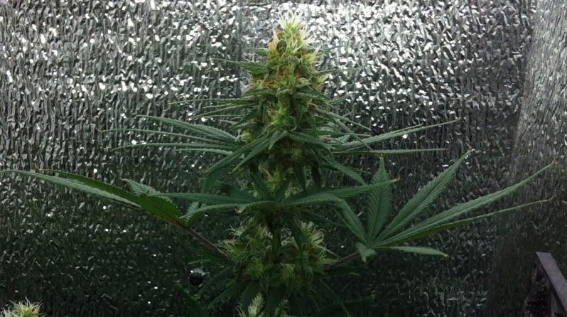 sour_diesel.jpg