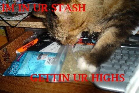 stashcatoc1.jpg