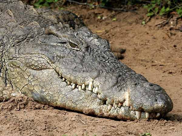 crocodile_cc-0245-g.jpg