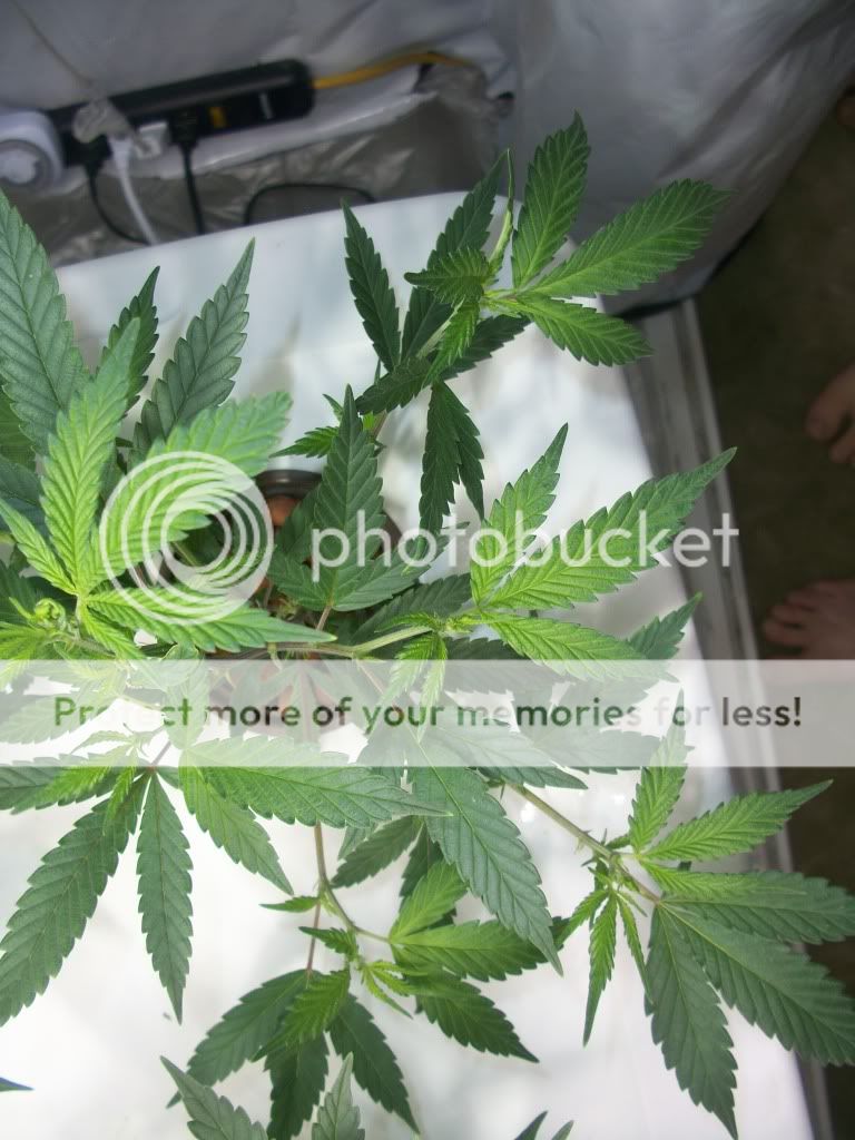 Skunk1Top.jpg