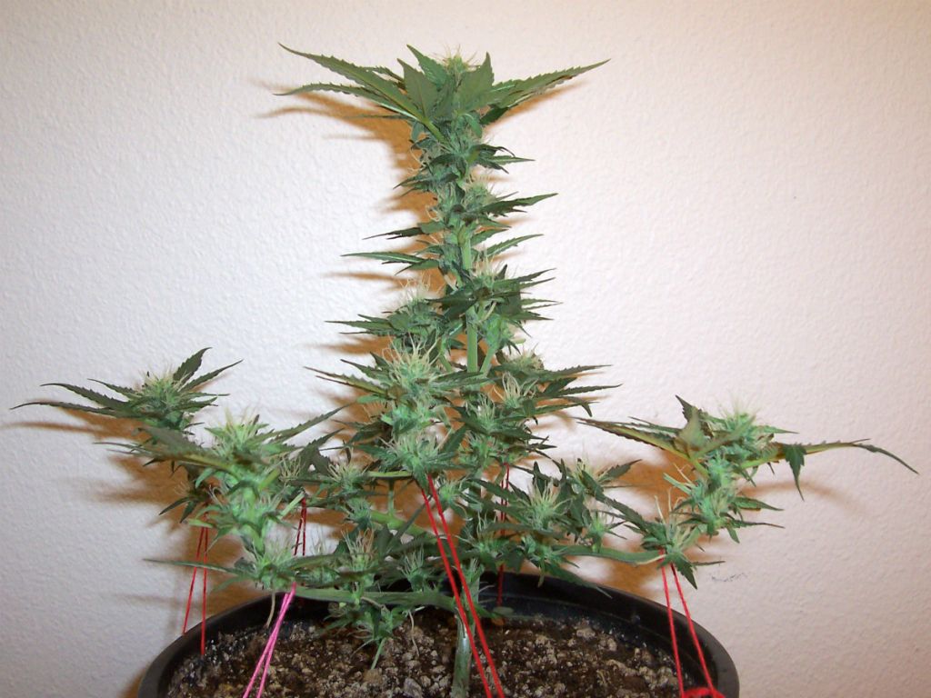 DAY44_PLANT2.jpg