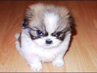 angry-little-dog_thumb.jpg