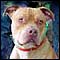 PitBull_60.jpg
