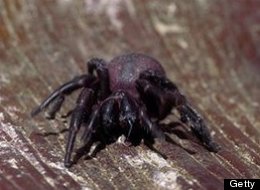 s-FUNNELWEB-SPIDER-large.jpg