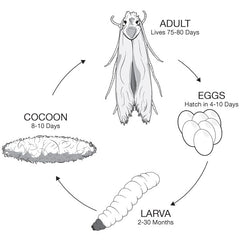 life-cycle-of-a-clothes-moth_1_medium.jpg