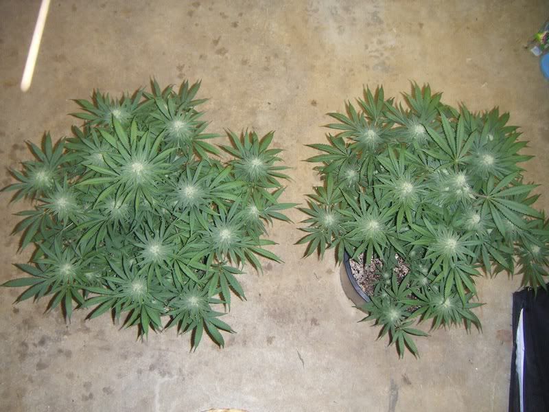 DSCF8279.jpg