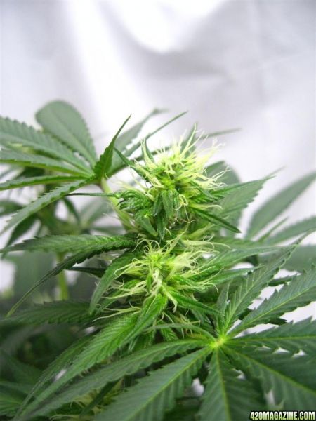 BB_CC_Grow_Update_Sep_13_16_.jpg