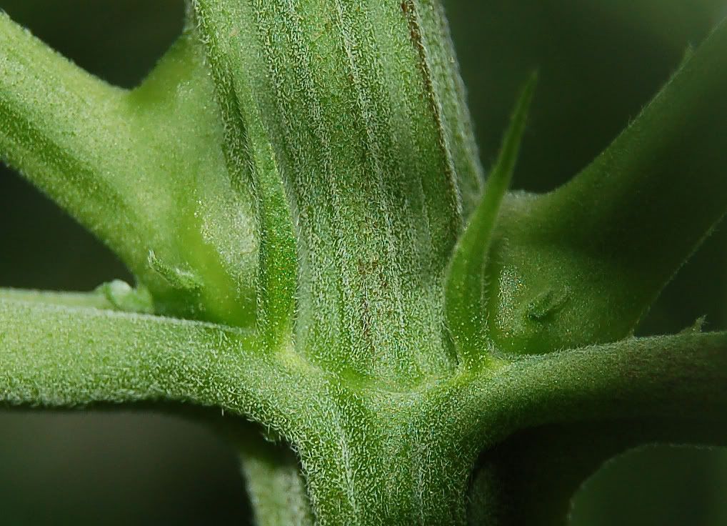 planta2.jpg