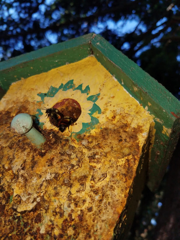 5292021bees.jpg