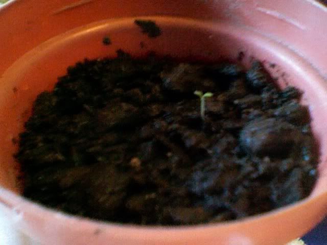 Photo794.jpg