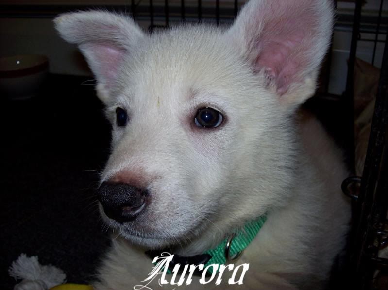 Aurora.jpg