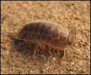 potato-bug.jpg