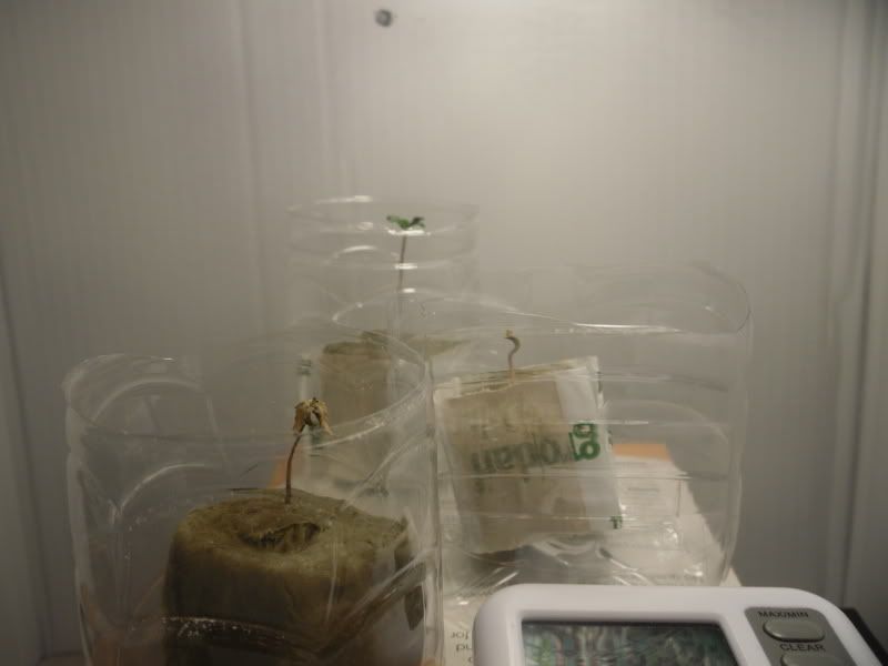 SDC10590.jpg