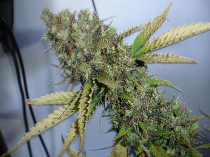 SCxNLPlant1008.jpg