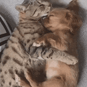 1661170831_2.gif