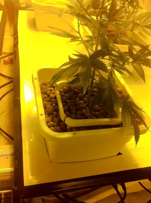 grow159.jpg