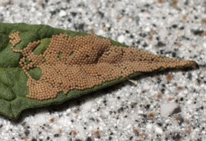 www.whatsthatbug.com