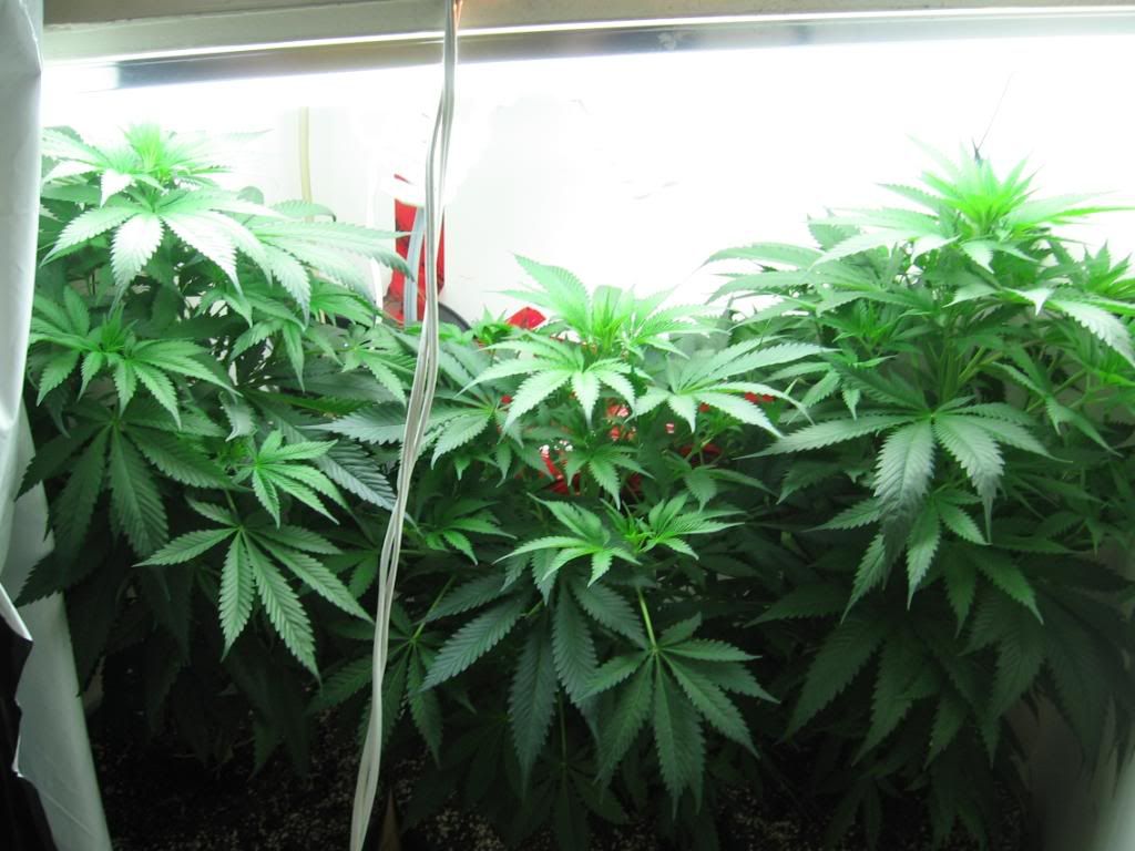 growop011.jpg