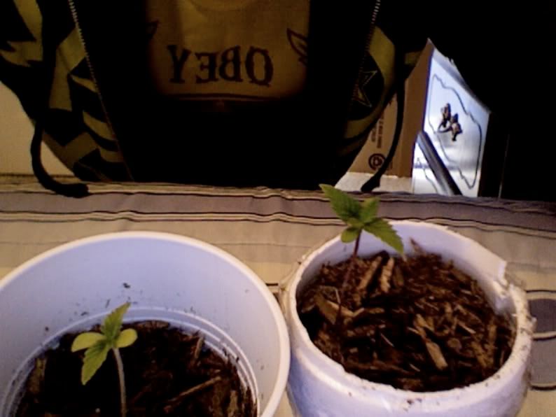 VideoSnapshot.jpg