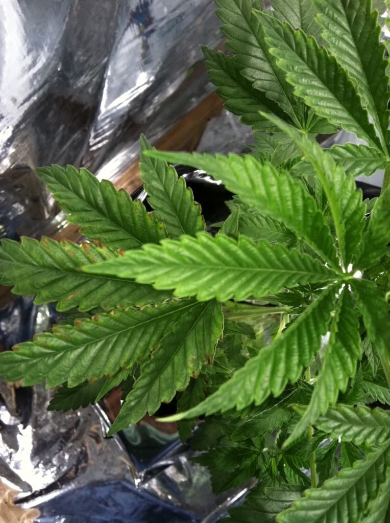 thc2.jpg
