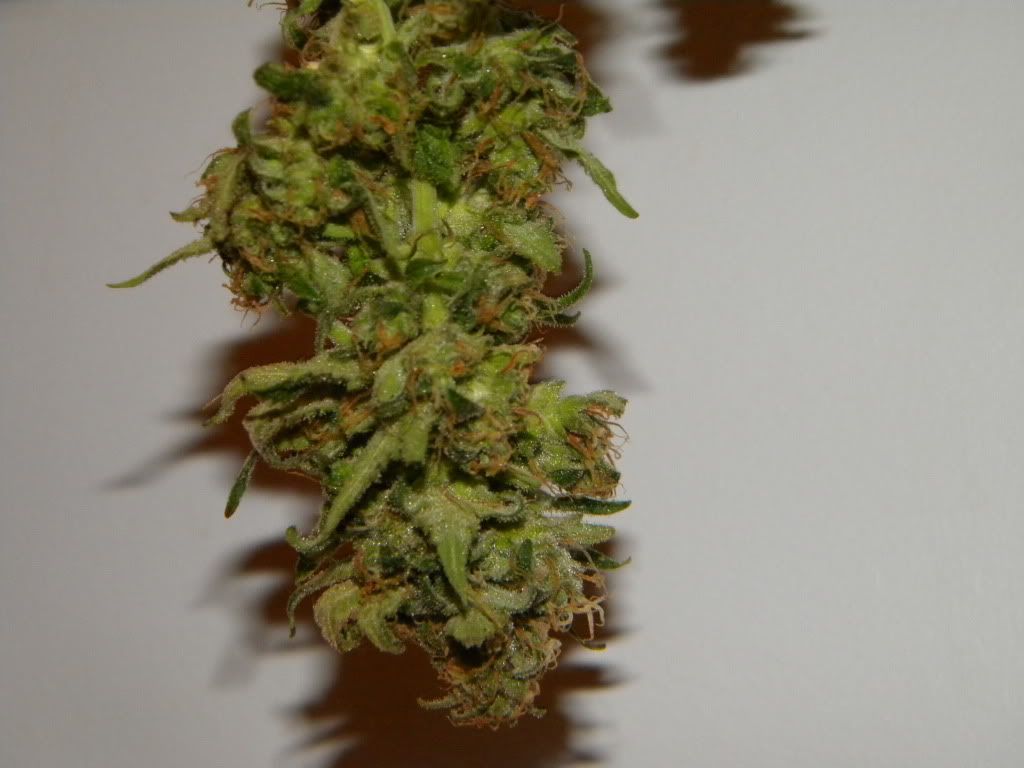 DSCN0603.jpg