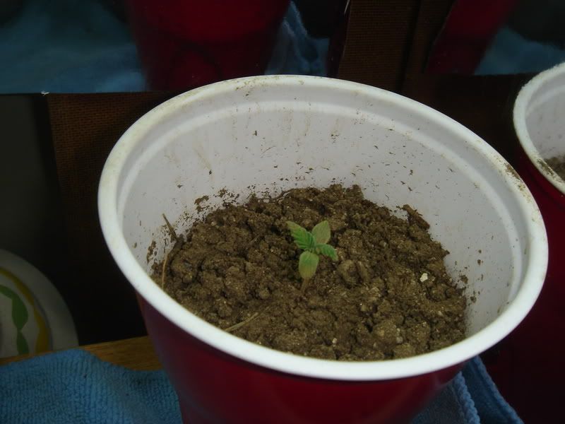 az039.jpg