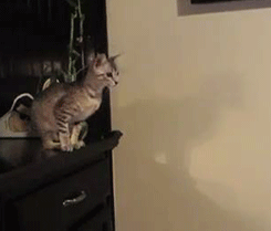 8H0Fa.gif