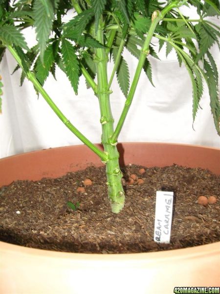 BB_CC_Grow_Update_Sep_13_42_.jpg
