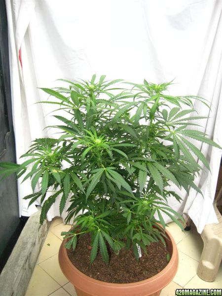 BB_CC_Grow_Update_Sep_13_33_.jpg