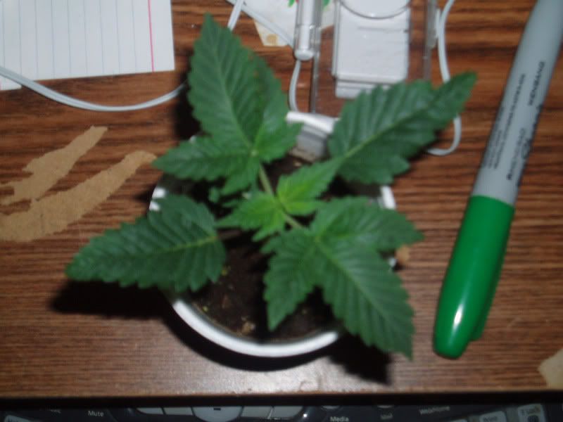 plant.jpg