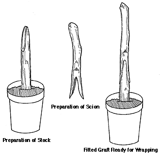 saddle-graft.gif