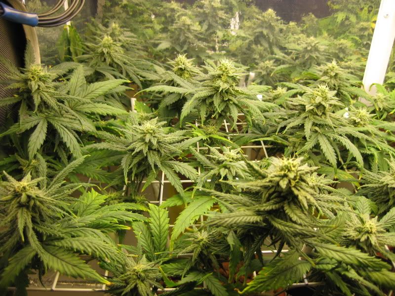 bluecheese2.jpg