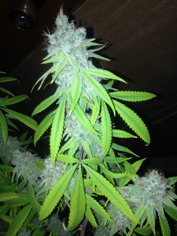 20_G_GFC_SIPS_bud_porn1.jpg