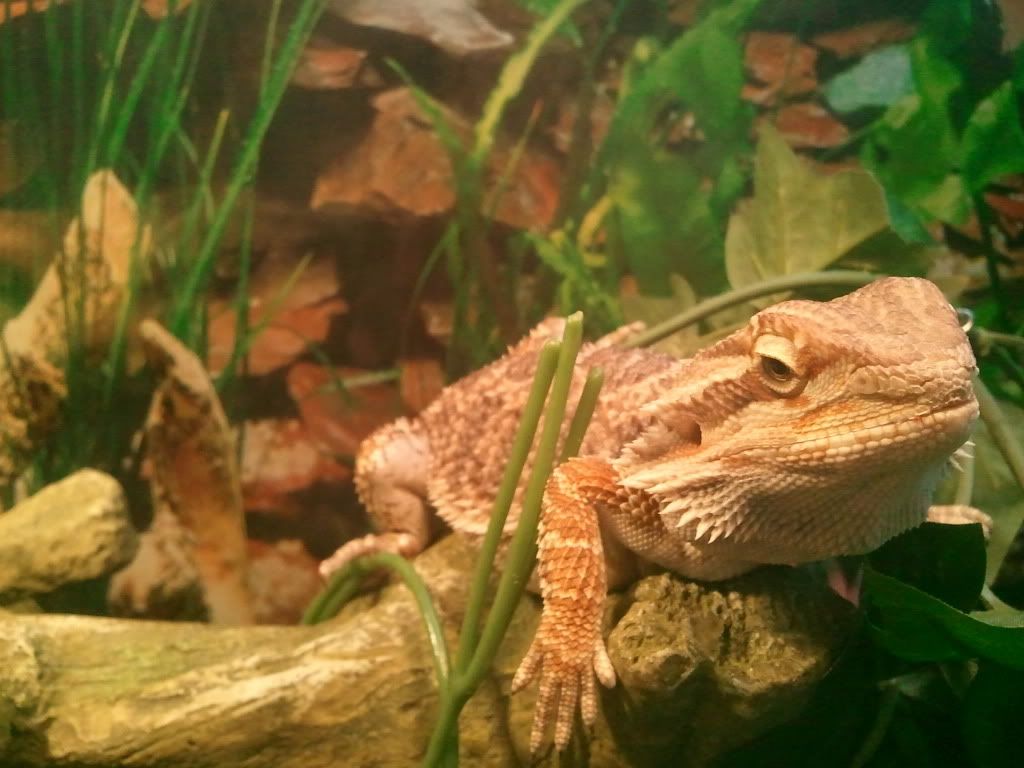 2011-07-18135208.jpg