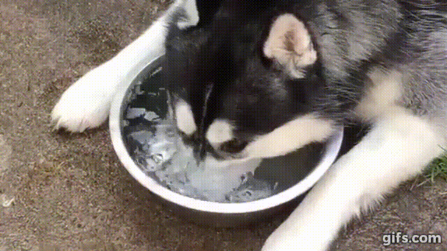 giphy.gif