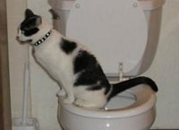 cat-toilet.jpg