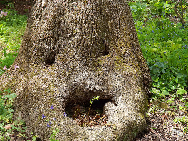 tree-face.jpeg