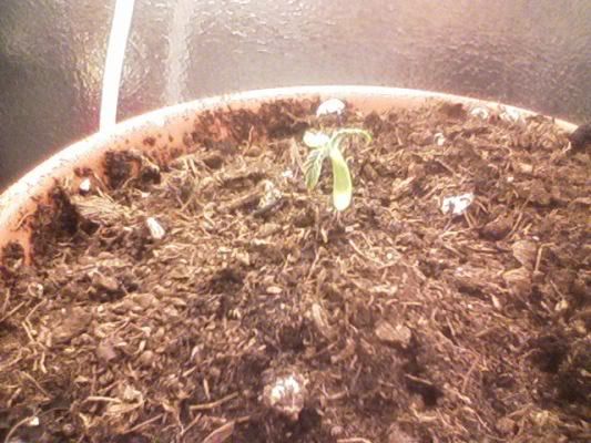 grow3.jpg