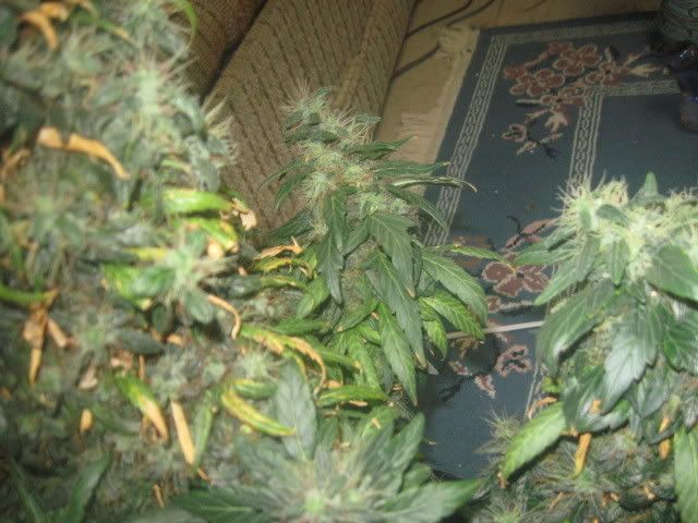 IMG_0728.jpg