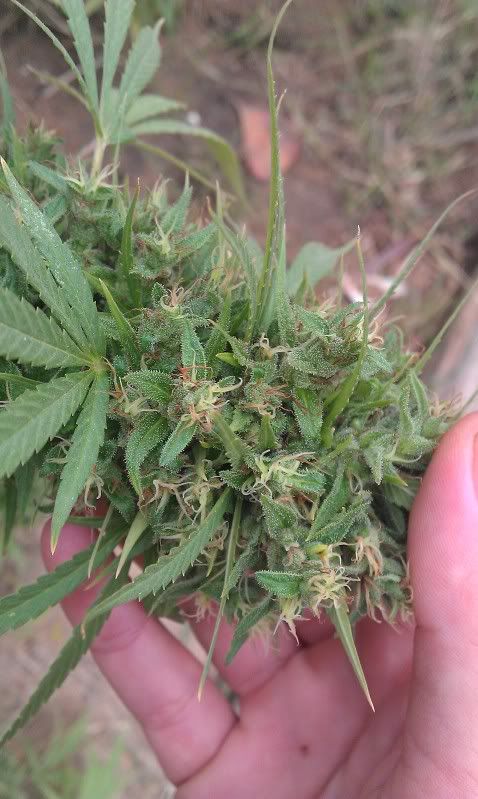 IMAG0736.jpg