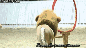 gifs_02.gif